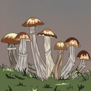 Golden Teacher | Magic Mushroom | Grow Kit