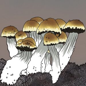 Hillbilly | Magic Mushroom | Grow Kit