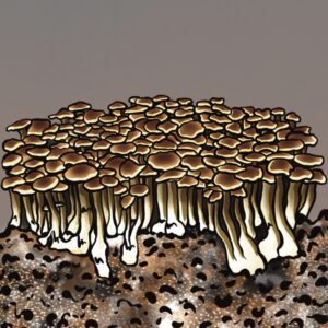 Mazatapec | Magic Mushroom | Grow Kit