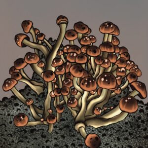 Mc Kenaii | Magic Mushroom | Grow Kit