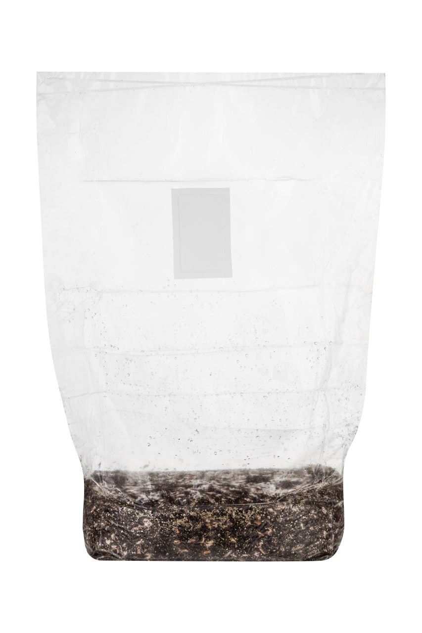 Mazatapec | Magic Mushroom | Grow Kit | 2 kg