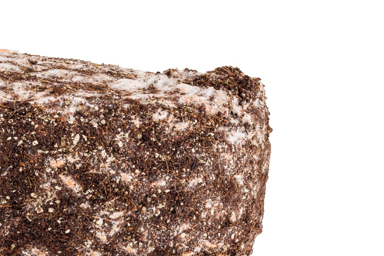 Mazatapec | Magic Mushroom | Grow Kit | 2 kg - Image 4