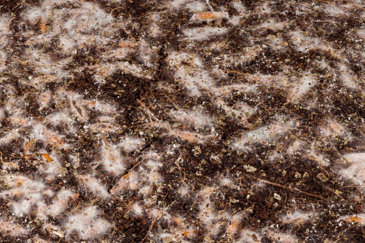 Mazatapec | Magic Mushroom | Grow Kit | 2 kg - Image 3